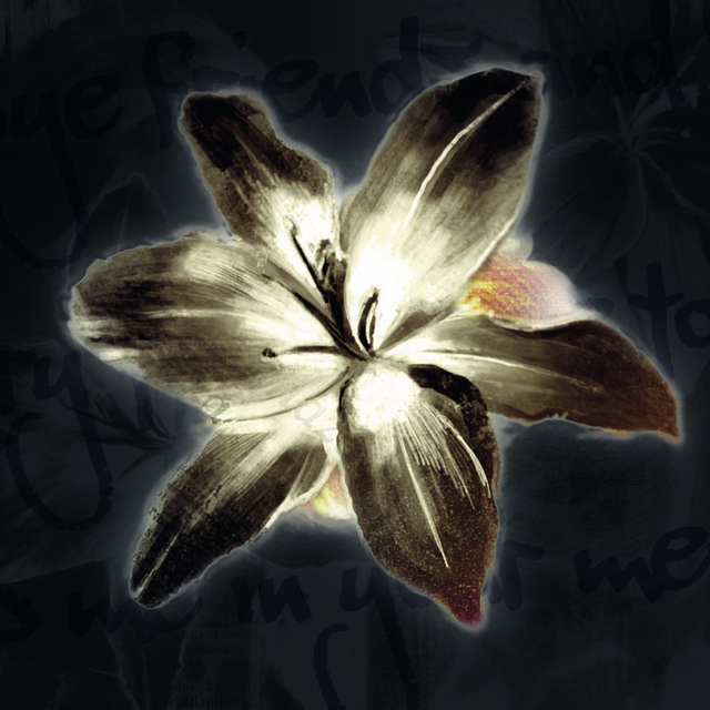 Black Lilium