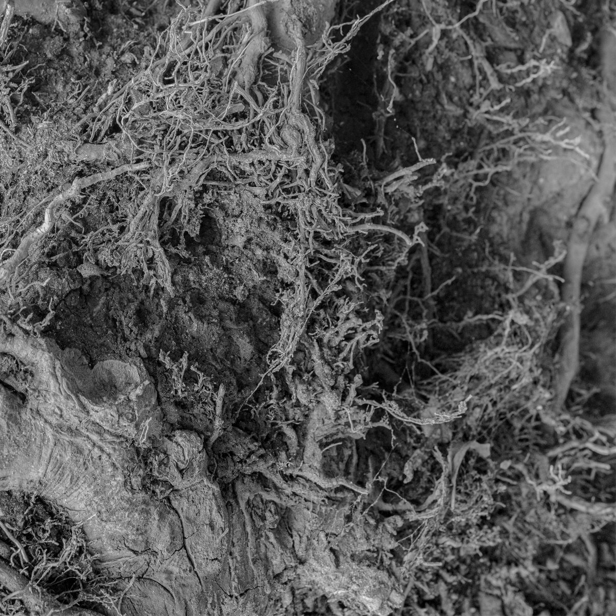 AMENRA "Song To The Siren" by This Mortal Coil (written by Tim Buckley)