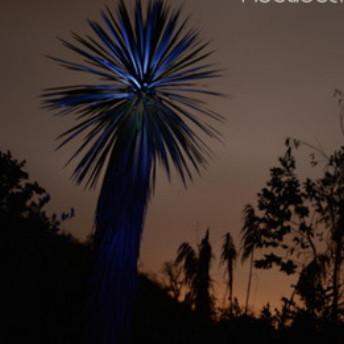 Noctiluca
