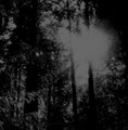 Skaadden synker blant svarte graner