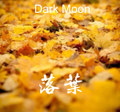 Fallen Leaves