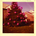 Butterflies and Birds & Arrows: Songs to Trim your Tree by