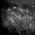 Look at the Flowers
