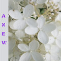 Entombed In A Garden White
