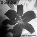 Field of Black Lilies