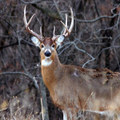 🦌