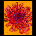 chrysanthemum