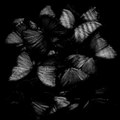 metamorphosis
