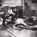White Horse E.P