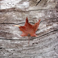 Samhain-Autumn