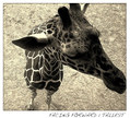 Tallest EP - 2012