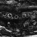 Cogitating Vacuous