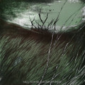 Crows above the wild field
