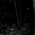Dead Nature