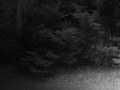 Forests and Moonlit Graves (2005)