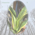 biosonics II