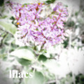 lilacs