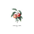 TARLUNG / KRPL - Split EP