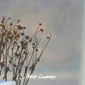 Unfinished Nature