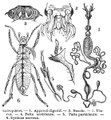 Metamorphosis