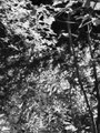 Ambivalence