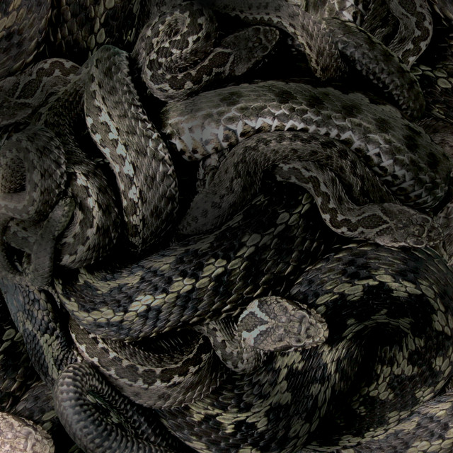 The Boomerang of Serpents