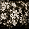 Look at the Flowers 2