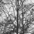Dark Dealings