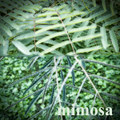 mimosa
