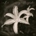 in my little garden