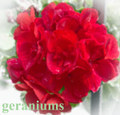 geraniums