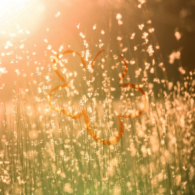 blissful sunlight