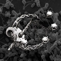BACTERIA