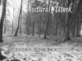 Noctural Attack