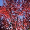 Autumn All the Way