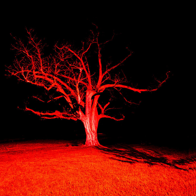 Edge Of The Woods