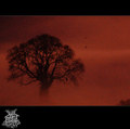 Forest Perversions