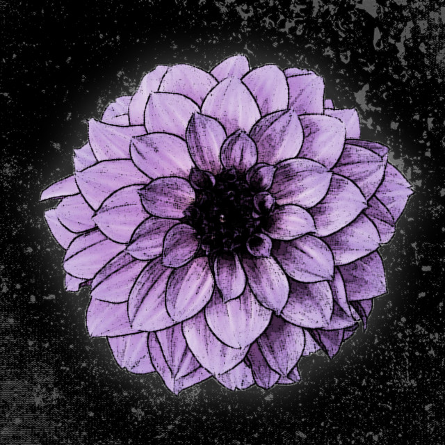 Dahlia