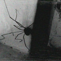 A Very Poor Mono Home Recording