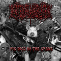 Pigs dig in the grave