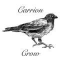 Carrion Crow EP