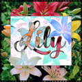 Lily