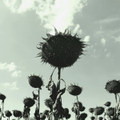 Tote Sonne