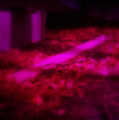 Obscurity (Compilation)