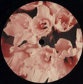 Buttercup [RNSC006]