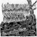 Split w. Anatomia
