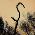 Solomon's Tomb [Single]