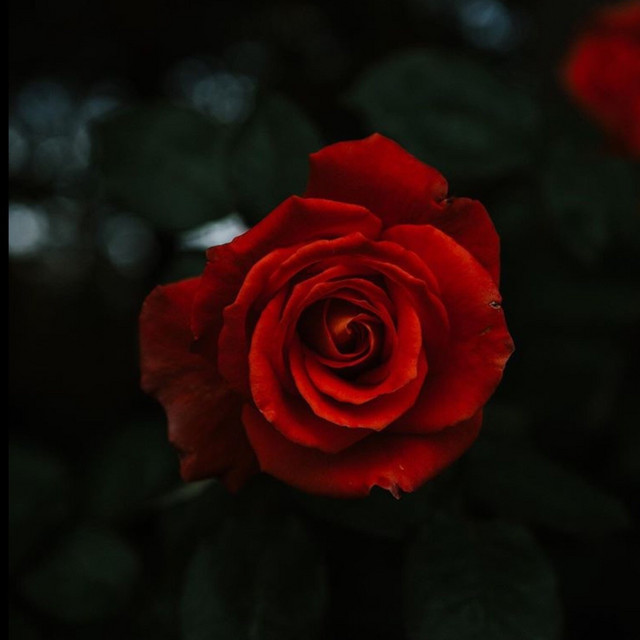 ROSES&THORNS