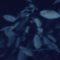 Ammothea​/​Misertus