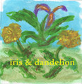 iris & dandelion